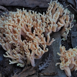 Ramaria sp. at Uriarra Village, ACT - 14 May 2024