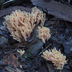 Ramaria sp. at Uriarra Village, ACT - 14 May 2024