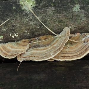 Trametes versicolor (Turkey Tail) at Uriarra Village, ACT by KenT