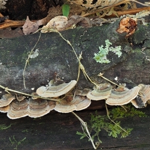 Trametes versicolor at Uriarra Village, ACT - 14 May 2024