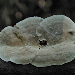 Trametes versicolor at Uriarra Village, ACT - 14 May 2024