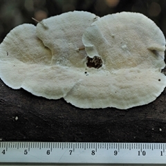 Trametes versicolor at Uriarra Village, ACT - 14 May 2024