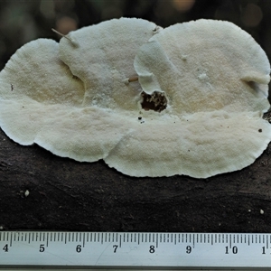 Trametes versicolor at Uriarra Village, ACT - 14 May 2024