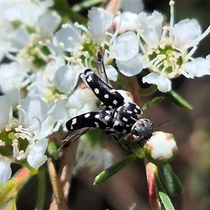 Mordella dumbrelli (Dumbrell's Pintail Beetle) at Larbert, NSW by clarehoneydove