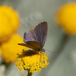 Zizina otis at Penrose, NSW by Aussiegall