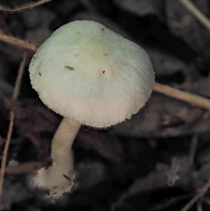 zz agaric (stem; gills white/cream) at Uriarra Village, ACT by KenT