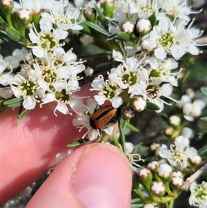 Phyllotocus marginipennis (Nectar scarab) at Larbert, NSW by clarehoneydove