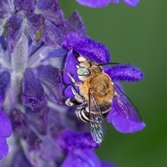 Amegilla sp. (genus) (Blue Banded Bee) at Penrose, NSW - 4 Dec 2024 by Aussiegall