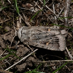 Proteuxoa oxygona (White-lined Noctuid) at Freshwater Creek, VIC - 15 Apr 2020 by WendyEM