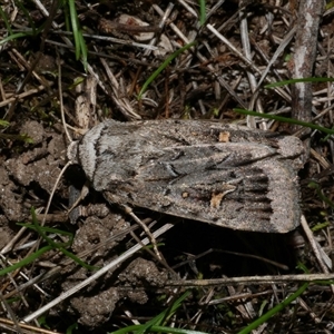 Proteuxoa oxygona (White-lined Noctuid) at Freshwater Creek, VIC by WendyEM