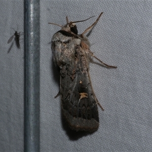 Proteuxoa oxygona (White-lined Noctuid) at Freshwater Creek, VIC by WendyEM