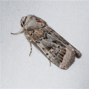 Proteuxoa oxygona (White-lined Noctuid) at Freshwater Creek, VIC by WendyEM