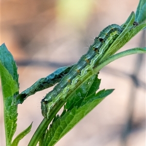 Helicoverpa punctigera at Penrose, NSW - suppressed