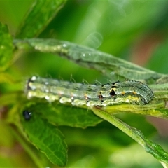 Helicoverpa punctigera at Penrose, NSW - suppressed