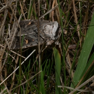 Proteuxoa oxygona (White-lined Noctuid) at Freshwater Creek, VIC by WendyEM