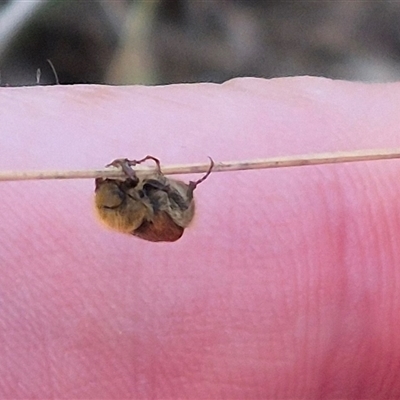 Automolius sp. (genus) (Scarab or Chafer beetle) at Bungendore, NSW - 6 Dec 2024 by clarehoneydove