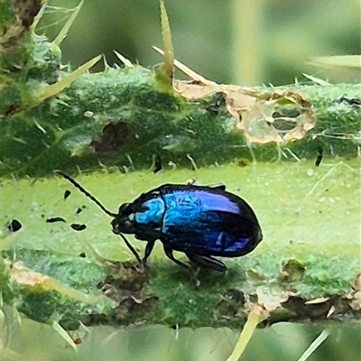 Altica corrusca (Corrusca flea beetle) at Bungendore, NSW - 6 Dec 2024 by clarehoneydove