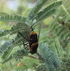 Scaptia (Scaptia) auriflua at Larbert, NSW - 6 Dec 2024 by clarehoneydove