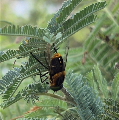 Scaptia (Scaptia) auriflua (A flower-feeding march fly) at Larbert, NSW - 6 Dec 2024 by clarehoneydove