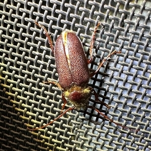 Sceleocantha glabricollis at Ainslie, ACT - 5 Dec 2024