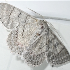 Crypsiphona ocultaria (Red-lined Looper Moth) at Stirling, ACT - 5 Dec 2024 by Harrisi