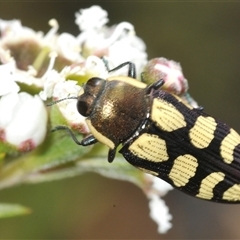 Castiarina decemmaculata (Ten-spot Jewel Beetle) at Karabar, NSW - 5 Dec 2024 by Harrisi