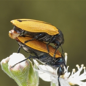 Castiarina subpura at Karabar, NSW - 5 Dec 2024