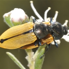 Castiarina subpura at Karabar, NSW - 5 Dec 2024