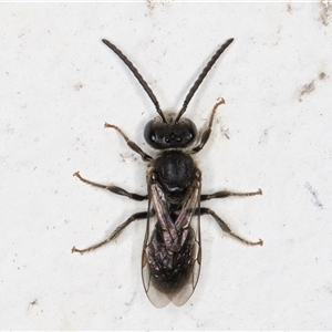 Lasioglossum sp. (genus) (Furrow Bee) at Melba, ACT by kasiaaus