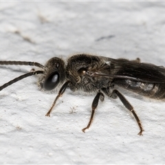 Lasioglossum sp. (genus) at Melba, ACT - 4 Dec 2024 10:10 PM