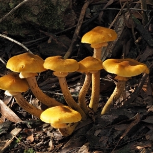 Armillaria luteobubalina (Australian Honey Fungus) at Uriarra Village, ACT by KenT