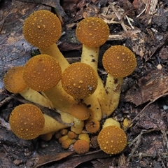 Armillaria luteobubalina at Uriarra Village, ACT - 13 May 2024