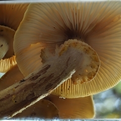 Armillaria luteobubalina at Uriarra Village, ACT - 13 May 2024 02:31 PM