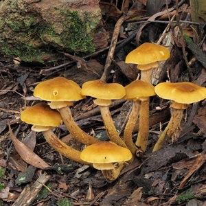 Armillaria luteobubalina at Uriarra Village, ACT - 13 May 2024 02:31 PM