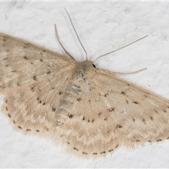 Idaea philocosma (Flecked Wave) at Melba, ACT - 4 Dec 2024 by kasiaaus