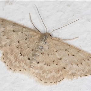 Idaea philocosma (Flecked Wave) at Melba, ACT by kasiaaus