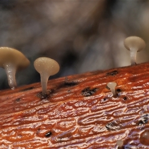 Hymenotorrendiella eucalypti at Uriarra Village, ACT - 13 May 2024