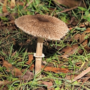 Macrolepiota clelandii (Macrolepiota clelandii) at Uriarra Village, ACT by KenT