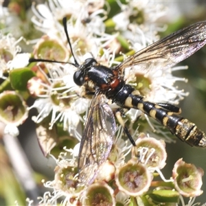 Diochlistus sp. (genus) (A Mydid Fly) at Jerrabomberra, NSW by Harrisi