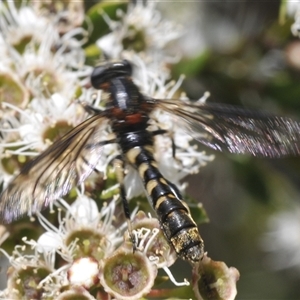 Diochlistus sp. (genus) at Jerrabomberra, NSW - 5 Dec 2024