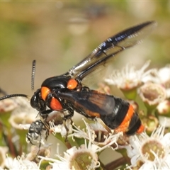 Pterygophorus cinctus (Bottlebrush sawfly) at Jerrabomberra, NSW - 5 Dec 2024 by Harrisi