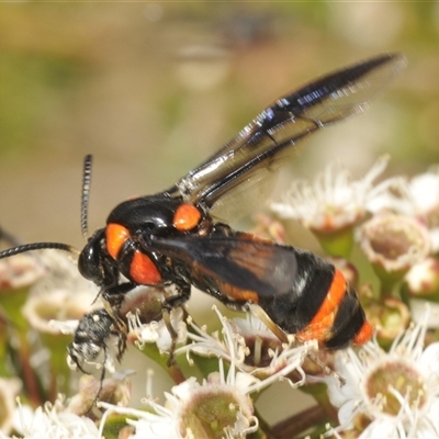 Pterygophorus cinctus (Bottlebrush sawfly) at Jerrabomberra, NSW - 5 Dec 2024 by Harrisi