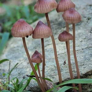 Mycena kuurkacea at Uriarra Village, ACT - 13 May 2024