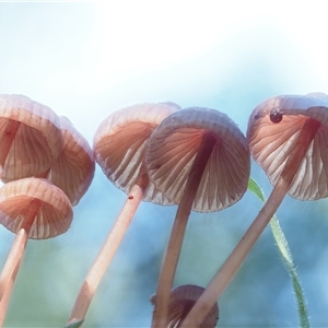 Mycena kuurkacea at Uriarra Village, ACT - 13 May 2024