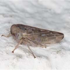 Idiocerini sp. (tribe) at Melba, ACT - 4 Dec 2024 10:14 PM