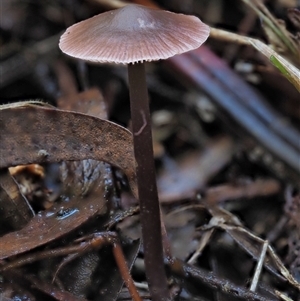 Mycena sp. (Mycena) at Uriarra Village, ACT by KenT