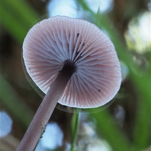 Mycena sp. at Uriarra Village, ACT - 13 May 2024 01:40 PM