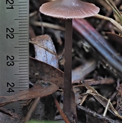 Mycena sp. at Uriarra Village, ACT - 13 May 2024 01:40 PM