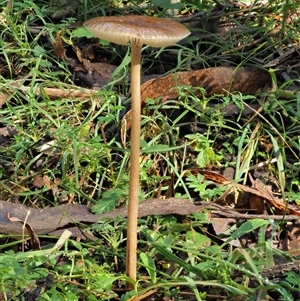 Oudemansiella gigaspora group (Rooting Shank) at Uriarra Village, ACT by KenT