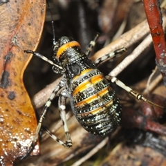 Acripeza reticulata (Mountain Katydid) at Uriarra Village, ACT - 5 Dec 2024 by Harrisi